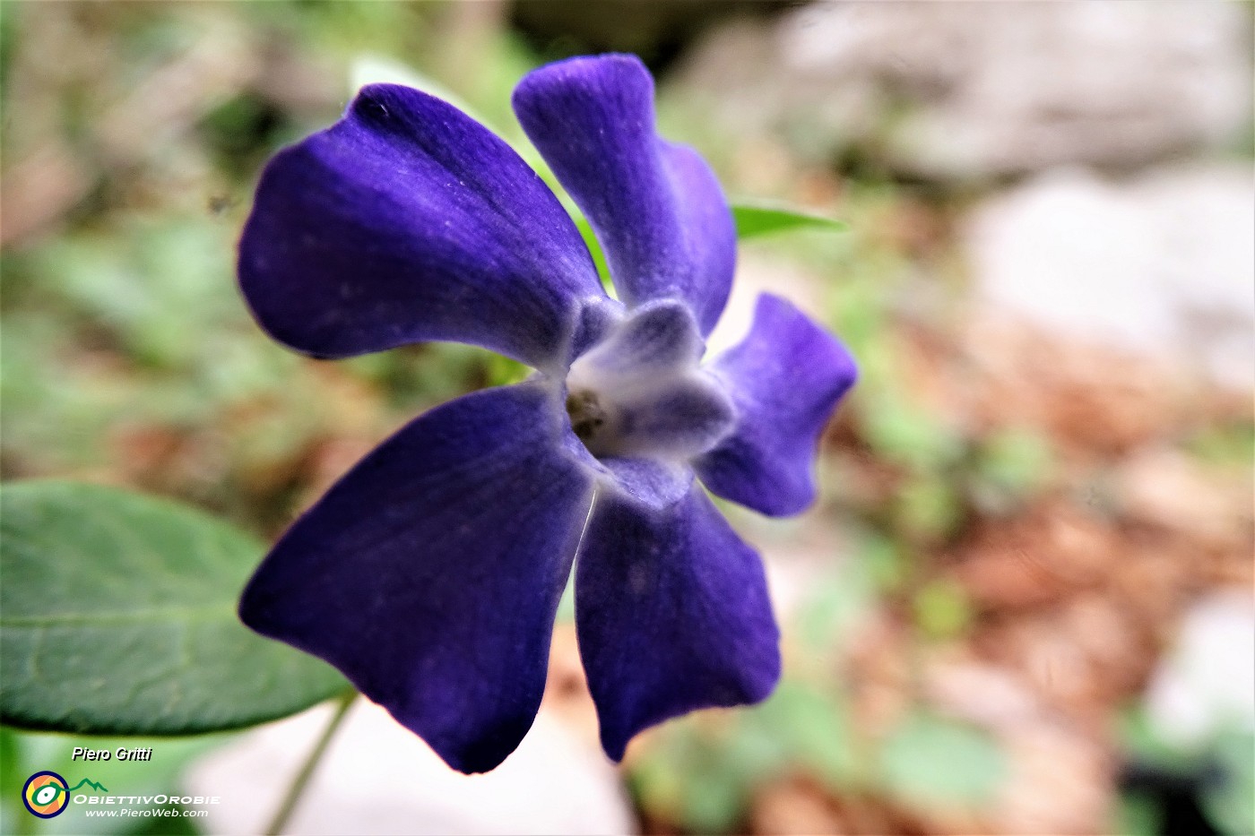 56 Pervinca alla macro.JPG